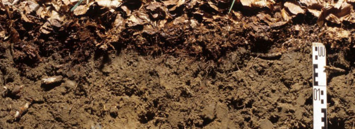 Wie wirkt Kalk im Boden? - Waldkalkung